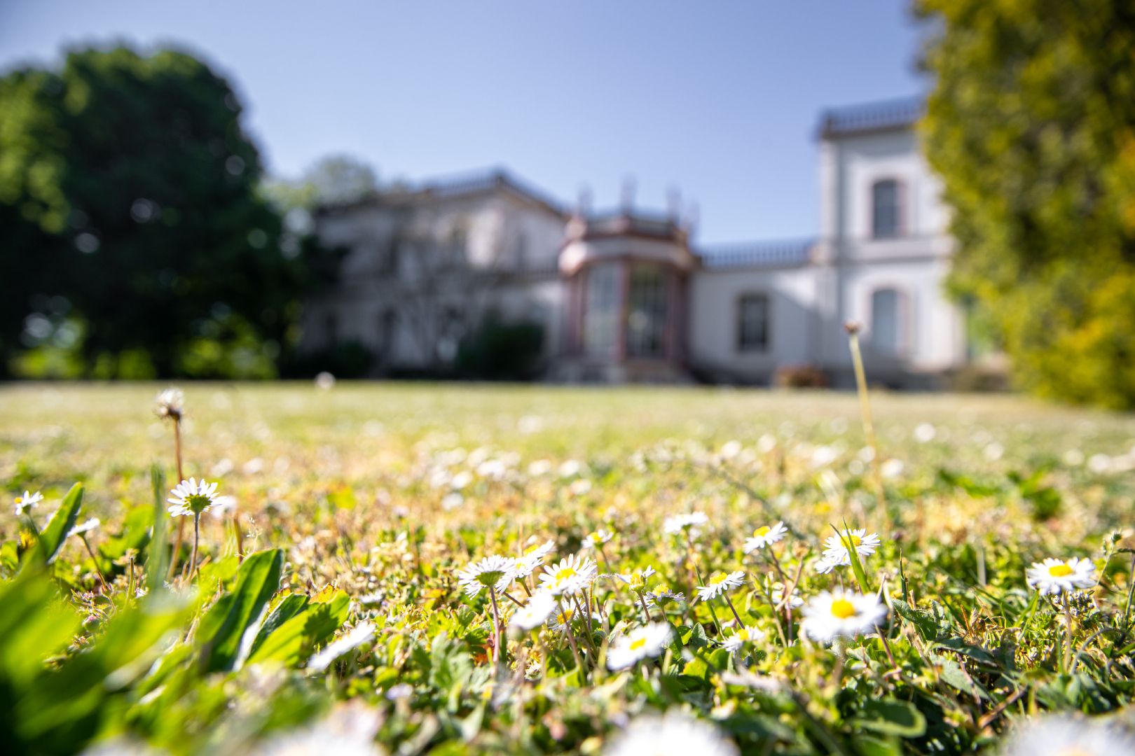 Wiese mit alten Bäumen auf dem Campus der Hochschule Geisenheim University