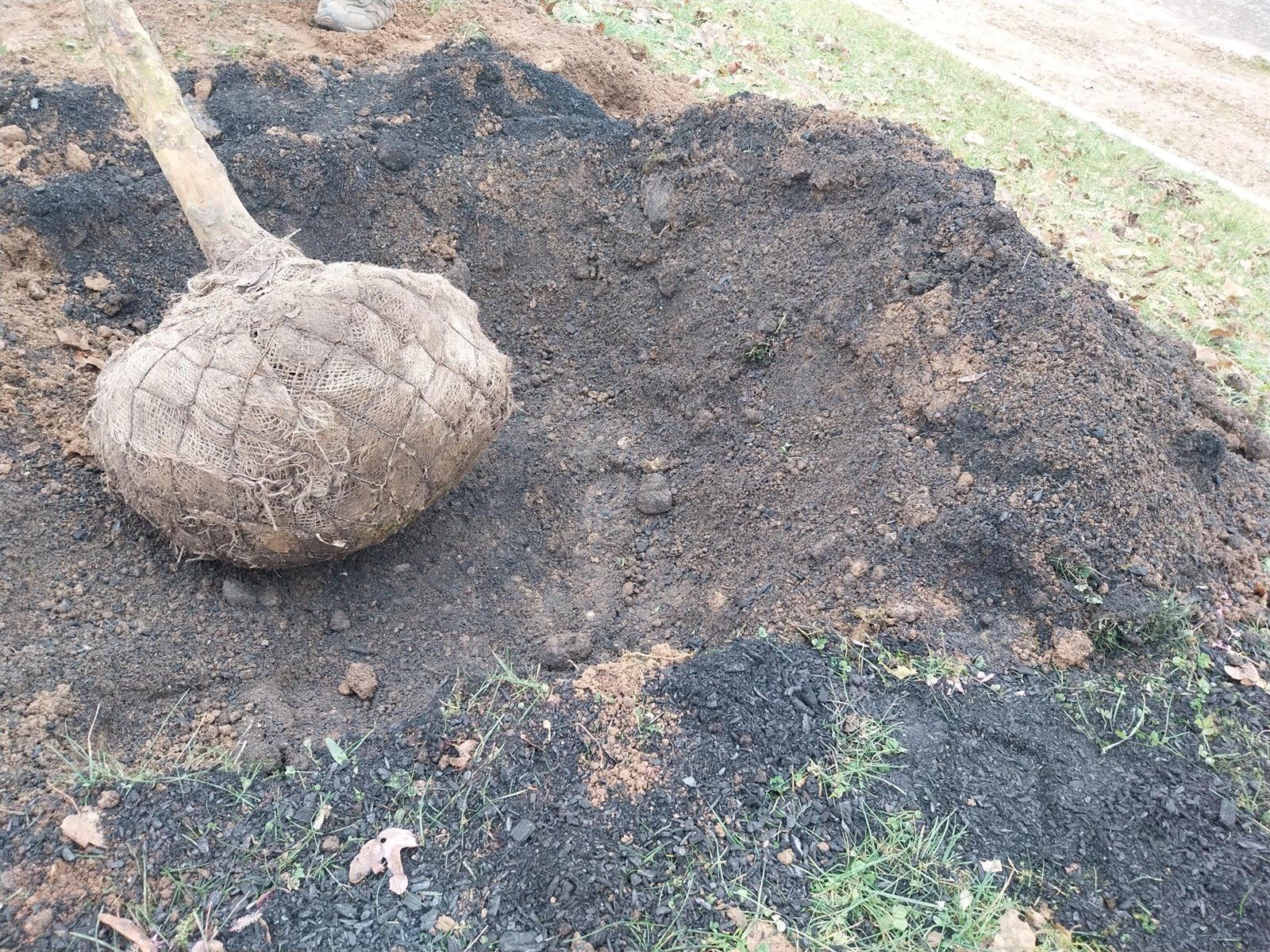 Ein Baum mit Wurzelballen wird in eine mit Pflanzenkohle vorbereitete Baumgrube eingesetzt