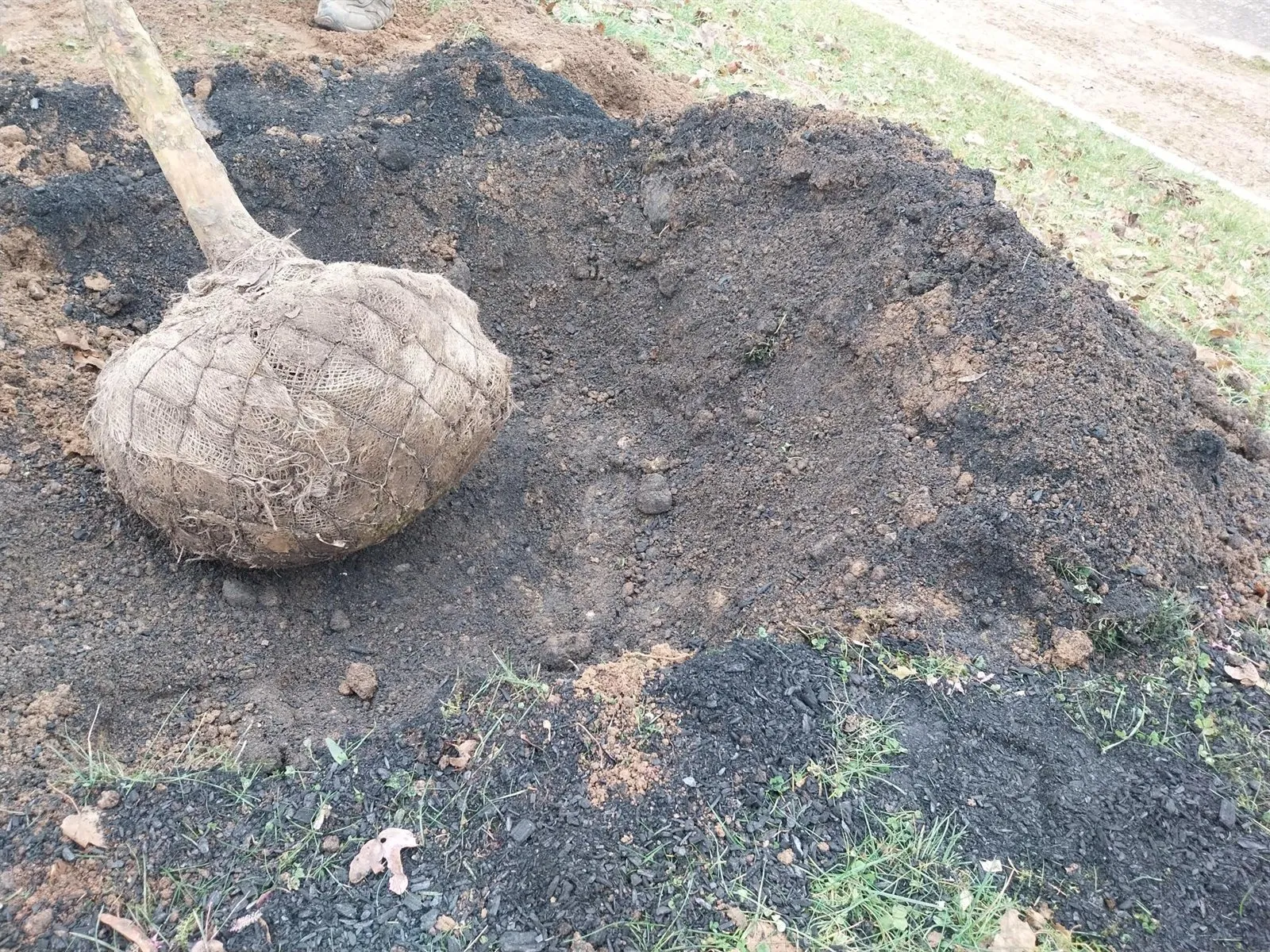 Ein Baum mit Wurzelballen wird in eine vorbereitete Baumgrube eingesetzt