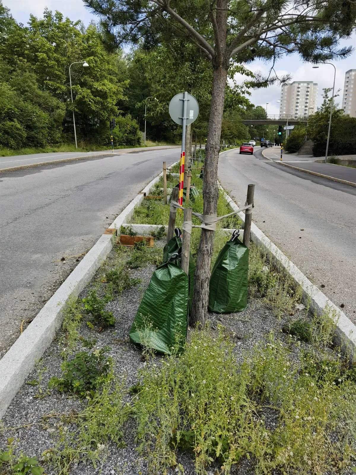 Junger Straßenbaum mit grünen Wassersäcken in einem bepflanzten Mittelstreifen