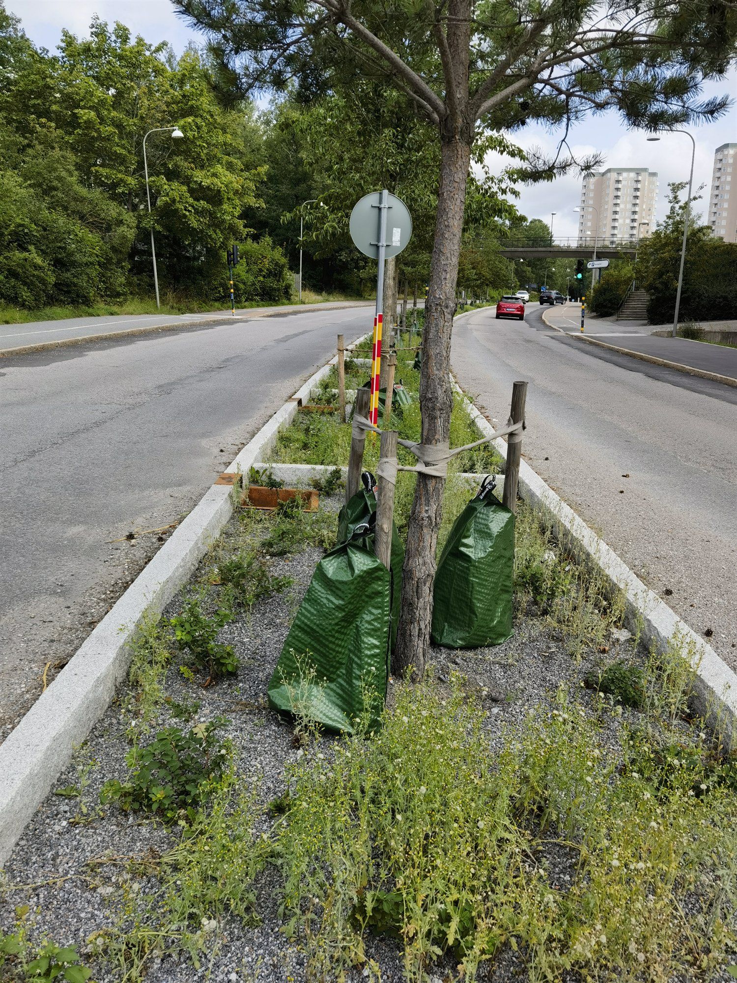 Junger Straßenbaum mit Wassersäcken in einem bepflanzten Mittelstreifen