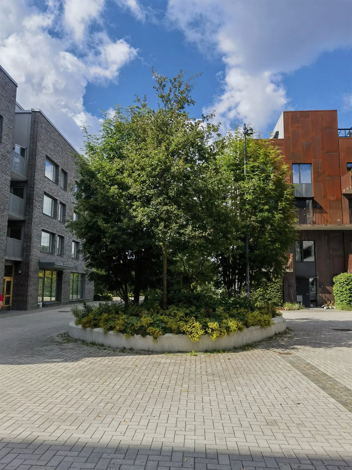 Großer Baum in einem runden Pflanzbeet auf einem gepflasterten Platz