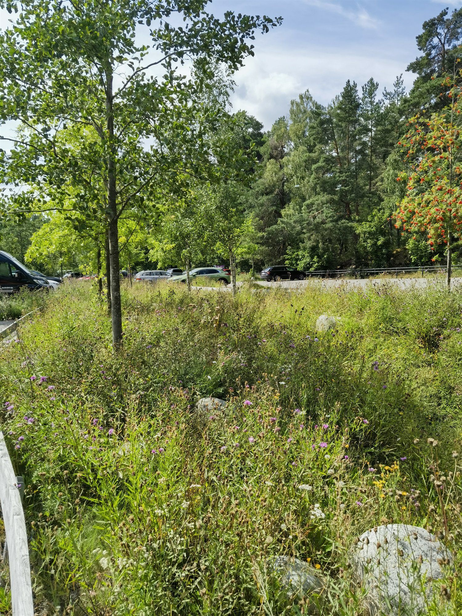 Bepflanzte Mulde mit Bäumen, Gräsern und Steinen, die Regenwasser zurückhält