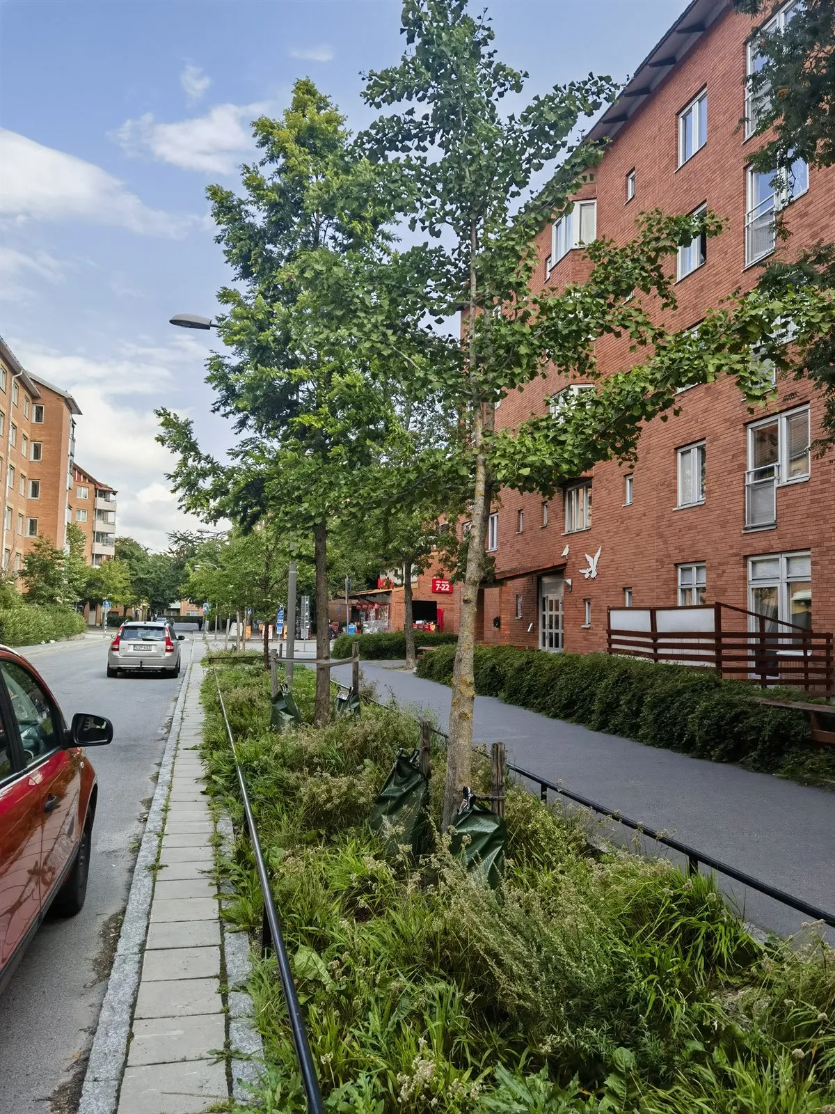 Straße mit jungen Bäumen und einem bepflanzten Streifen vor Backsteinhäusern