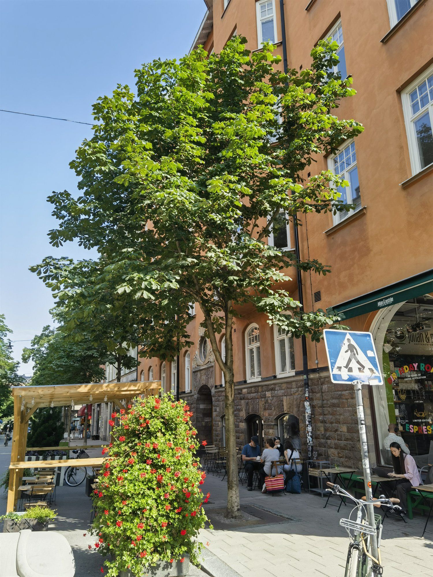 Straßenbaum mit dichter Krone an einer Straßenecke, darunter ein Café