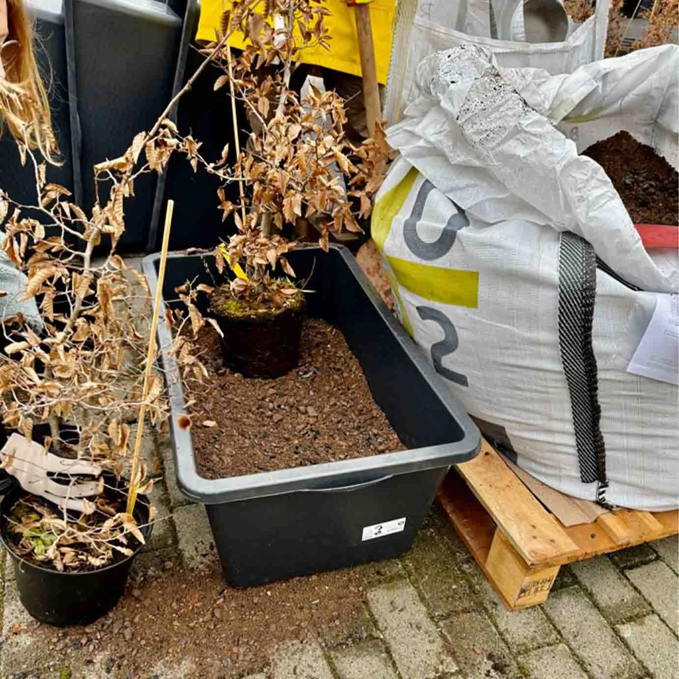 Container mit Bäumen neben geöffneten Substratsäcken