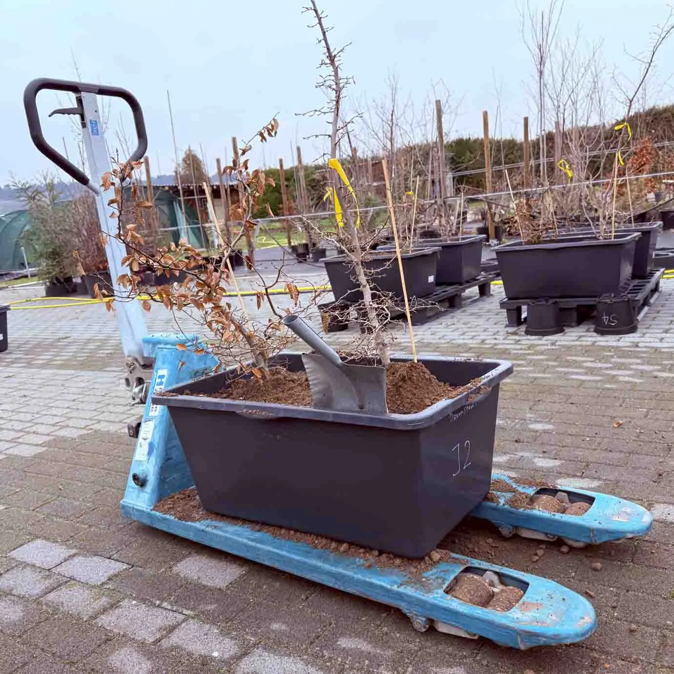 Container mit Bäumen auf einem Hubwagen