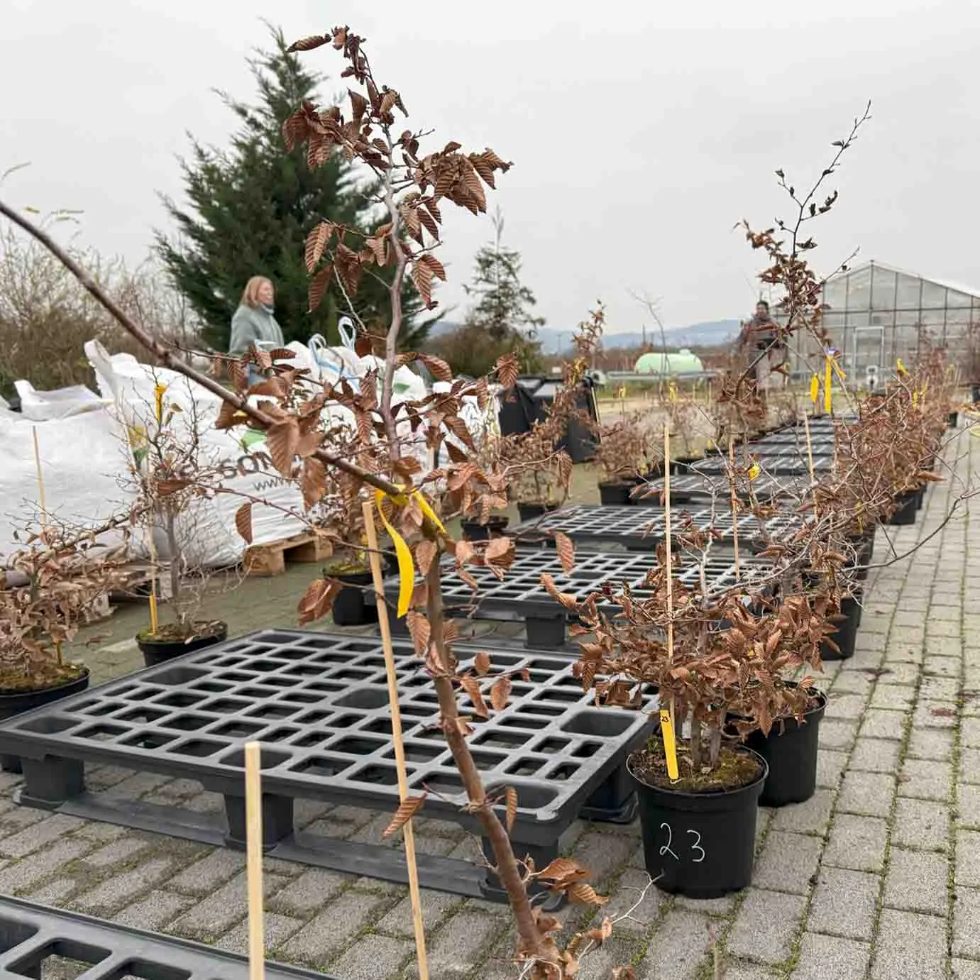 Reihe von Containern mit jungen Bäumen auf Paletten
