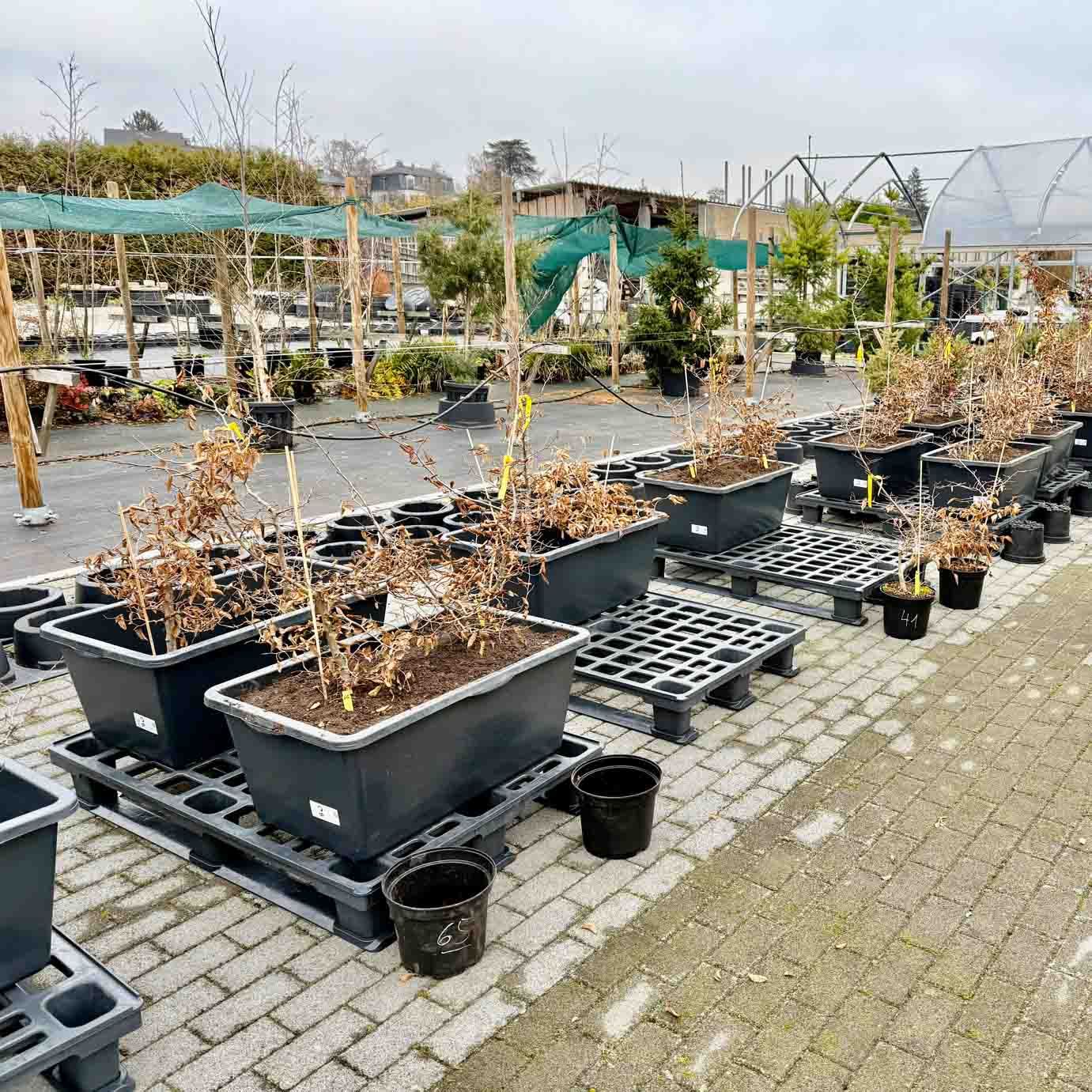 Versuchsfläche mit vielen Containern auf Paletten