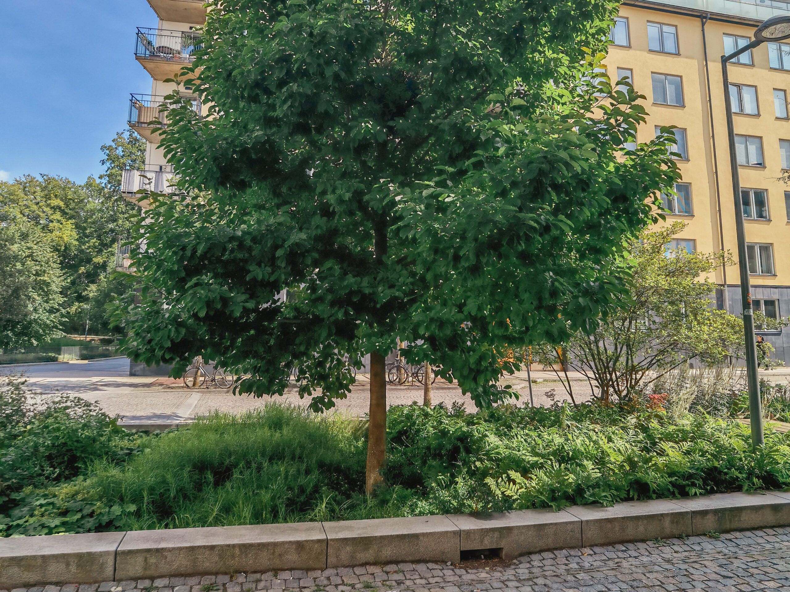 Straßenbaum in einem bepflanzten Beet vor einer Stockholmer Häuserzeile