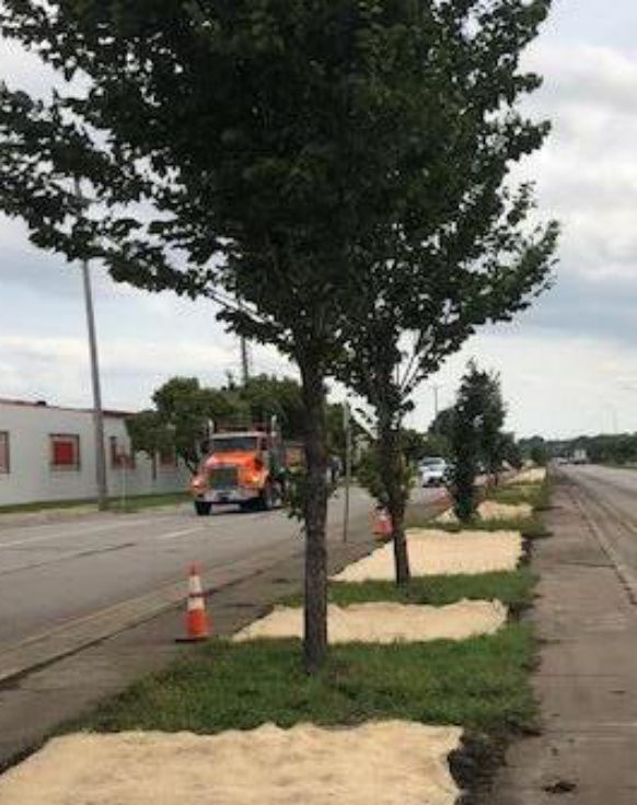 Bäume im Mittelstreifen der Hiawatha Avenue mit hell abgedeckten Ansaatflächen