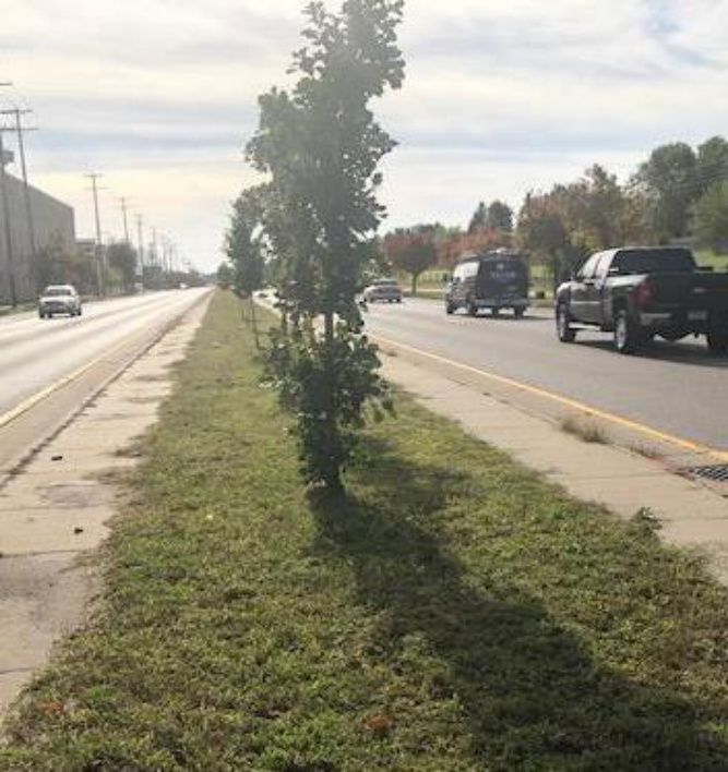 Baum in einem schmalen Mittelstreifen zwischen Fahrbahnen der Hiawatha Avenue