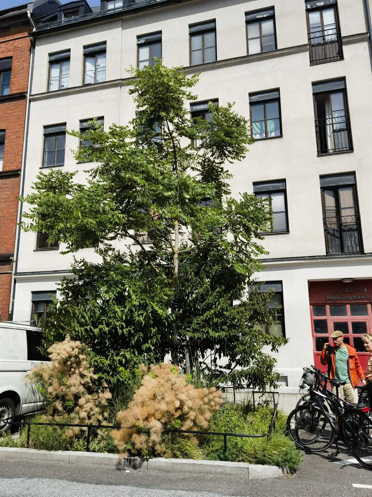 Straßenbaum und dicht bepflanztes Beet zwischen Parkbuchten vor dem Gebäude Monbijougatan 16 in Malmö