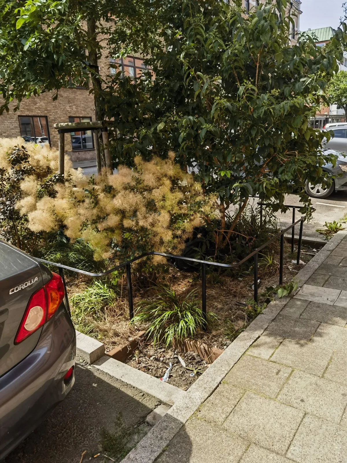 Bepflanztes Beet mit Gräsern am Straßenrand, daneben parkende Autos