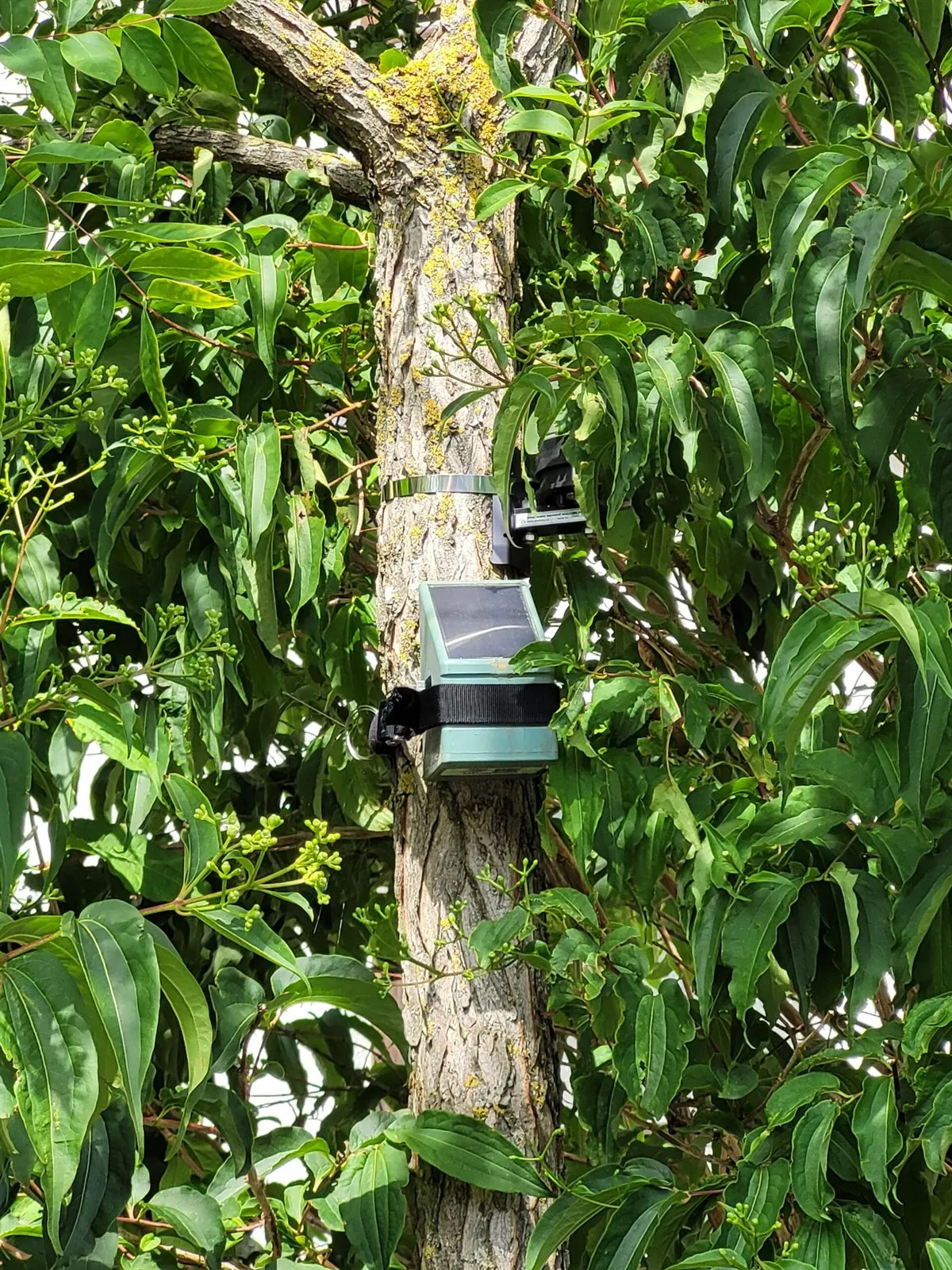 Messgeräte mit einer kleinen Solarfläche am Stamm eines Straßenbaums