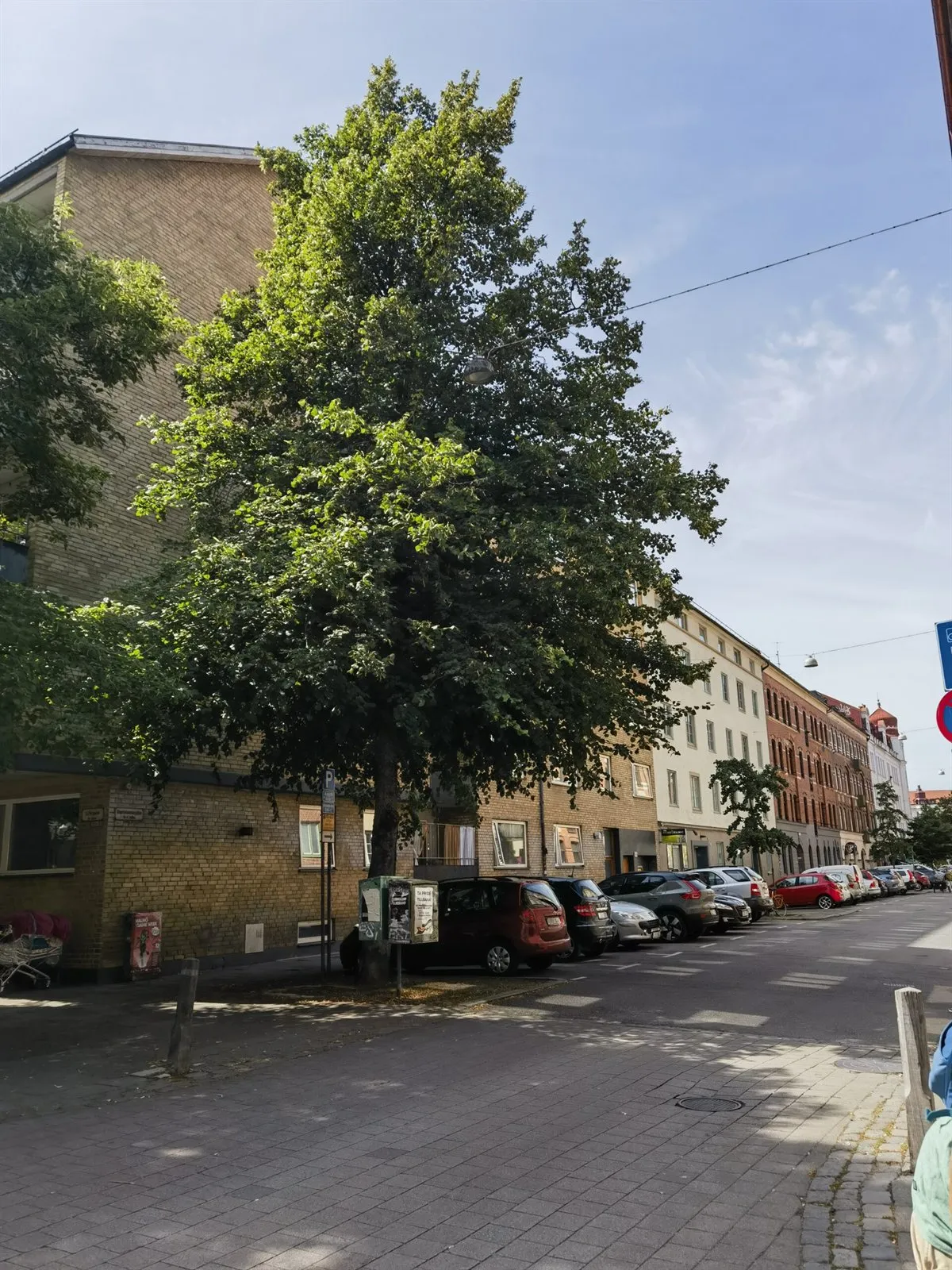 Straßenbaum mit kleiner offener Baumscheibe an einer gepflasterten Ecke neben einer Reihe parkender Autos