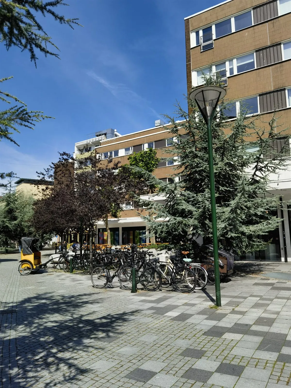 Bäume auf einem gepflasterten Platz mit Fahrradständern