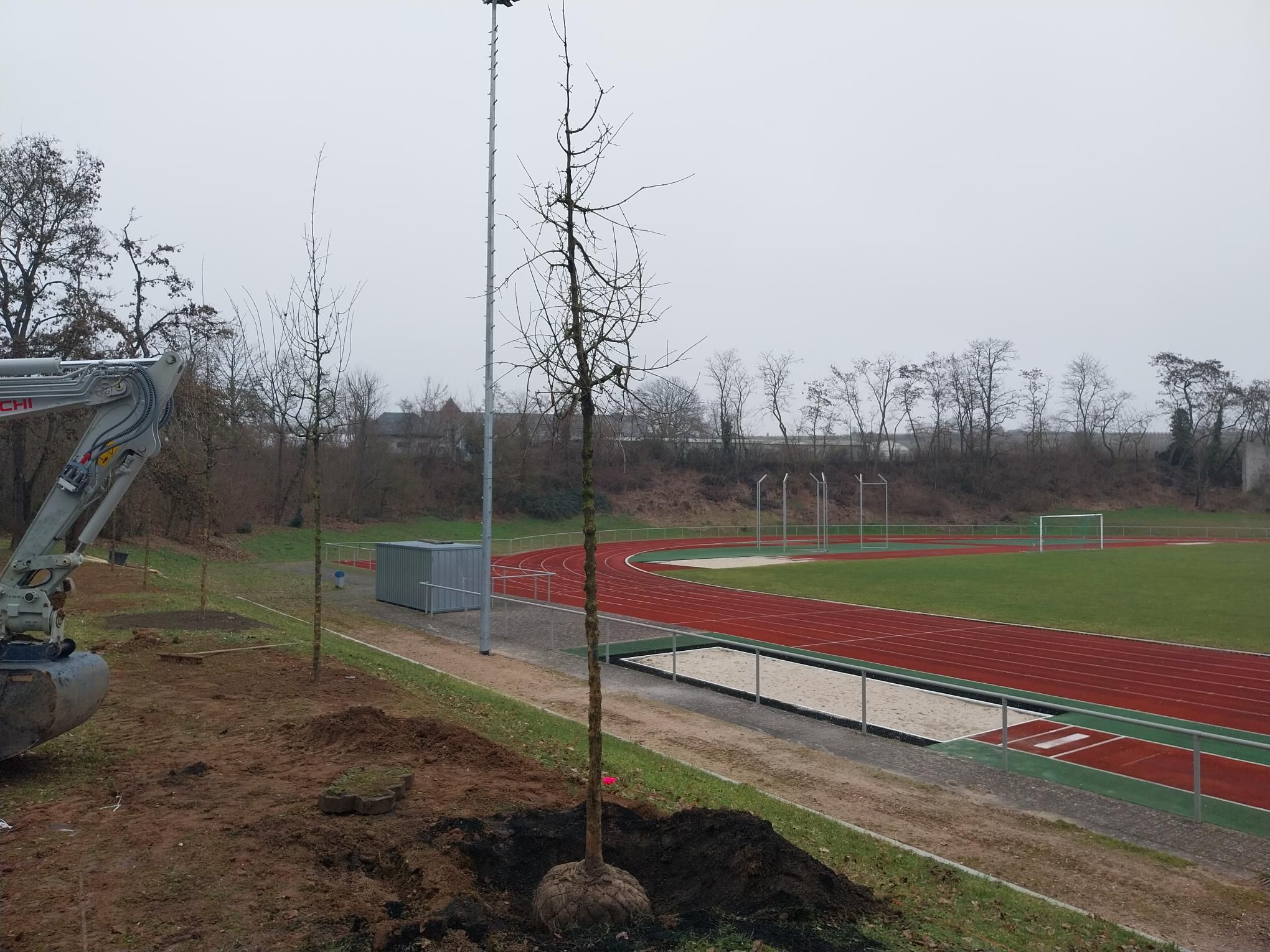 Frisch gepflanzte junge Bäume am Hang neben der Laufbahn des Rheingau-Stadions