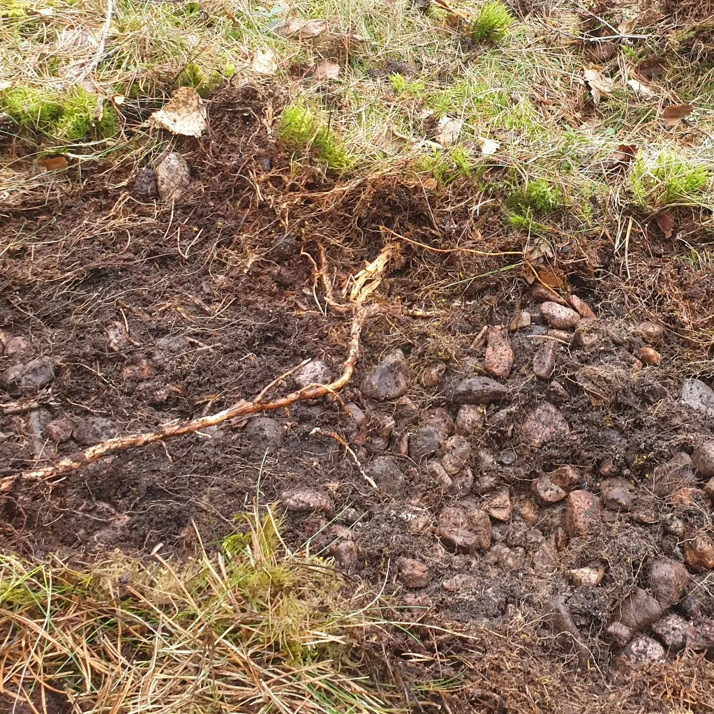 Steiniges Waldbodenprofil mit Wurzeln und organischer Auflage