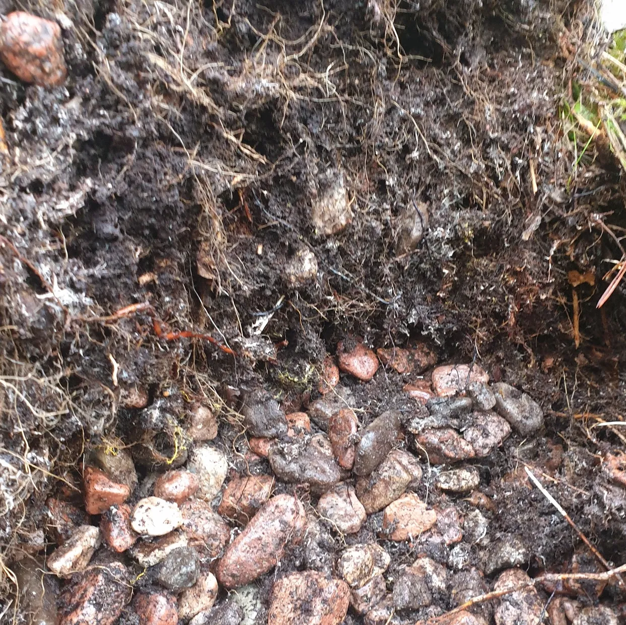 Nahaufnahme von Wurzeln und organischem Material zwischen Steinen