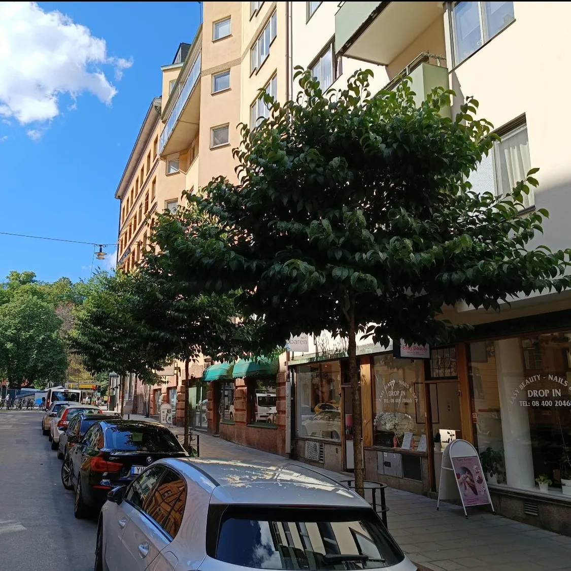 Ausgewachsener Straßenbaum an einem Gehweg mit parkenden Fahrzeugen