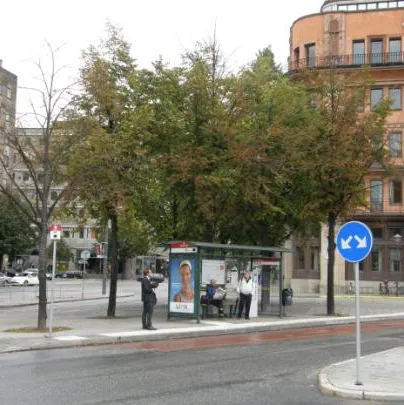 Straßenbäume mit lichten Kronen vor der Sanierung des Wurzelraums