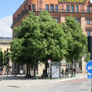 Straßenbäume mit dichten Kronen nach der Sanierung