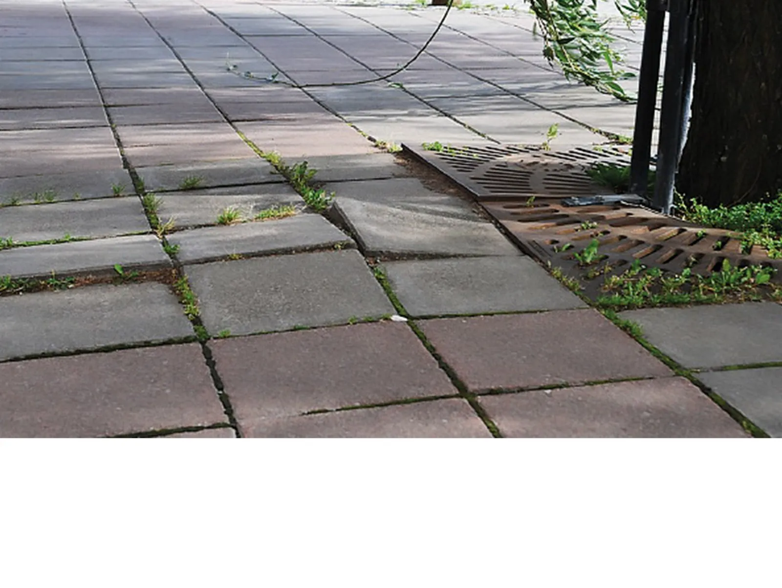 Durch Wurzeln angehobene Pflasterplatten