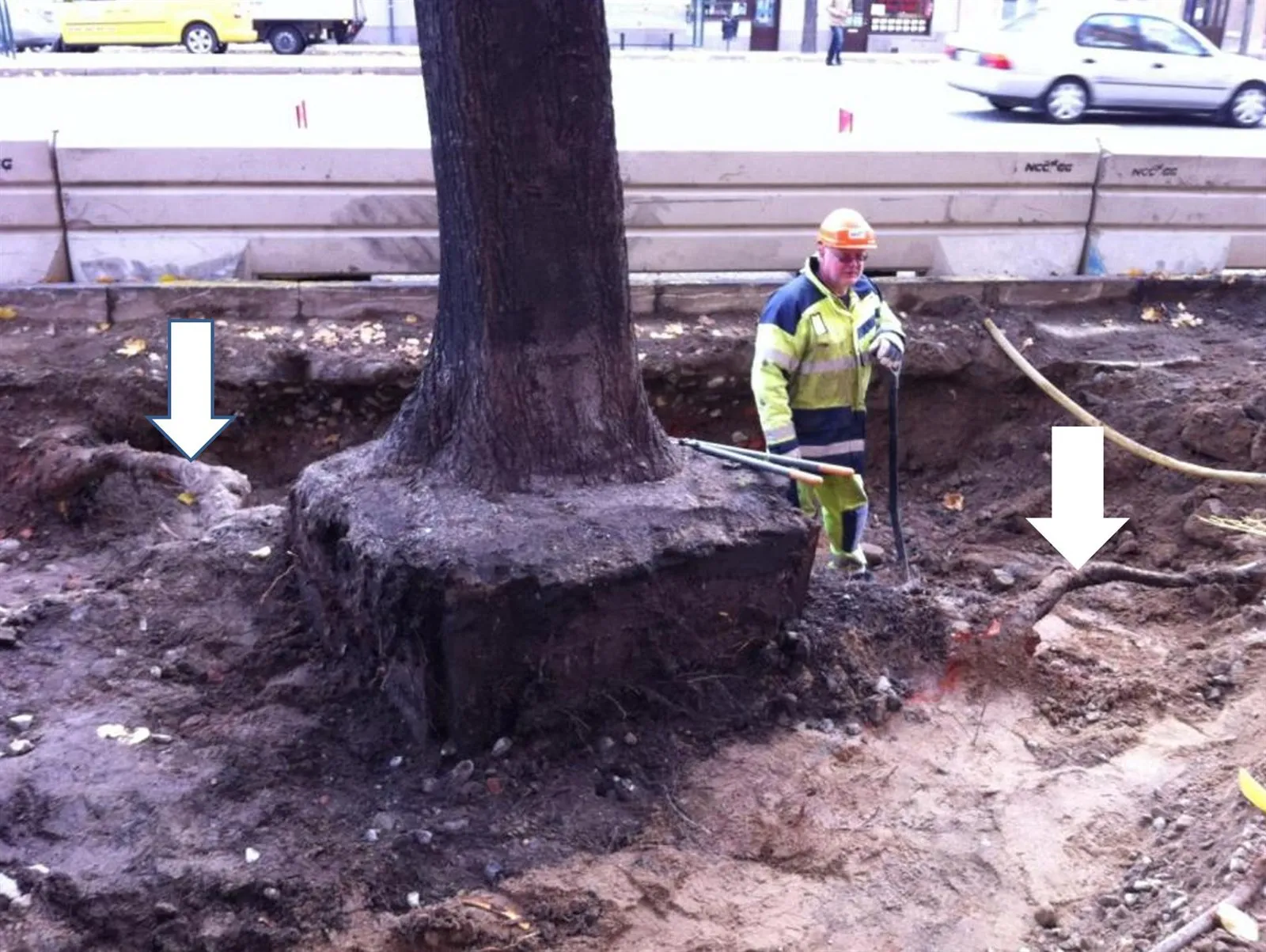 Freigelegte Hauptwurzeln eines Straßenbaums, ein Arbeiter im Hintergrund
