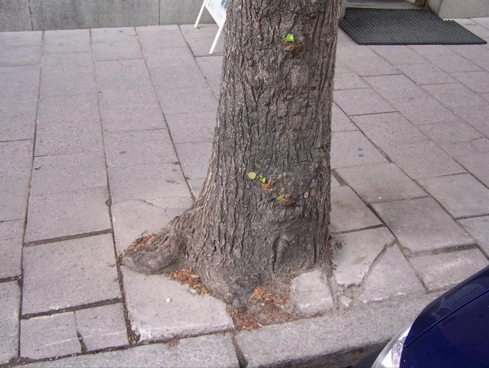 Stamm eines Straßenbaums in dicht verlegtem Pflaster