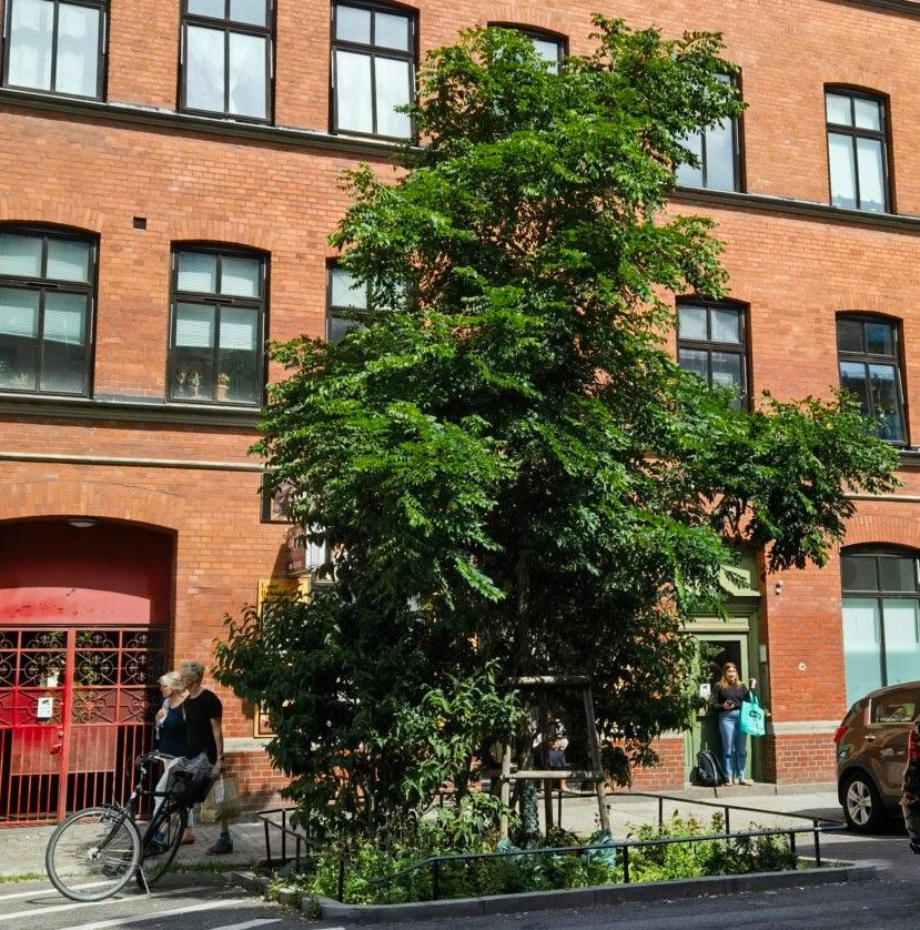 Junger Straßenbaum in einer begrünten Baumgrube vor einem Backsteingebäude in Malmö