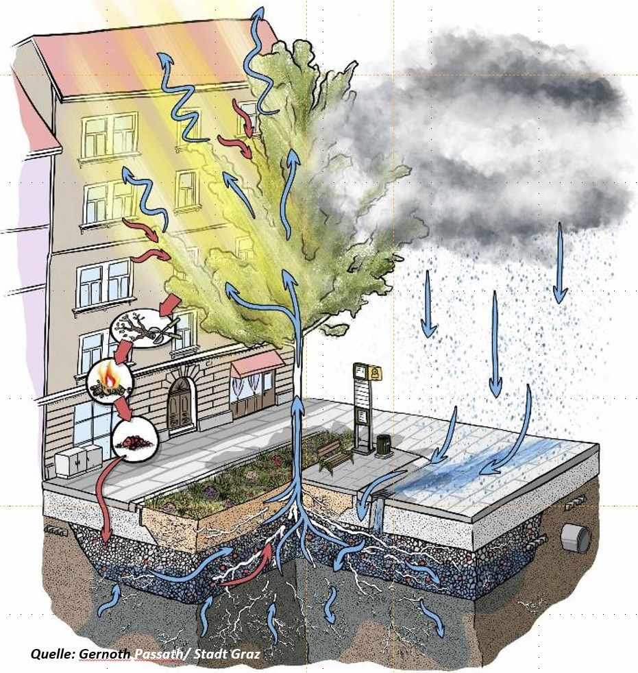 Schema eines Grazer Baumstandorts mit Regenwasserzufuhr und vergrößertem Wurzelraum
