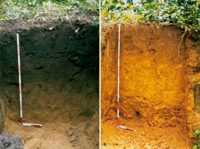 Zwei vollständige Bodenprofile mit Messstäben: links der dunkle Terra-Preta-Boden, rechts ein gelbbrauner Oxisol