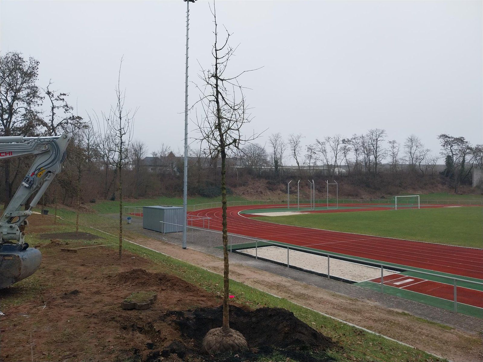 Frisch gepflanzte junge Bäume am Hang neben der Laufbahn des Rheingau-Stadions
