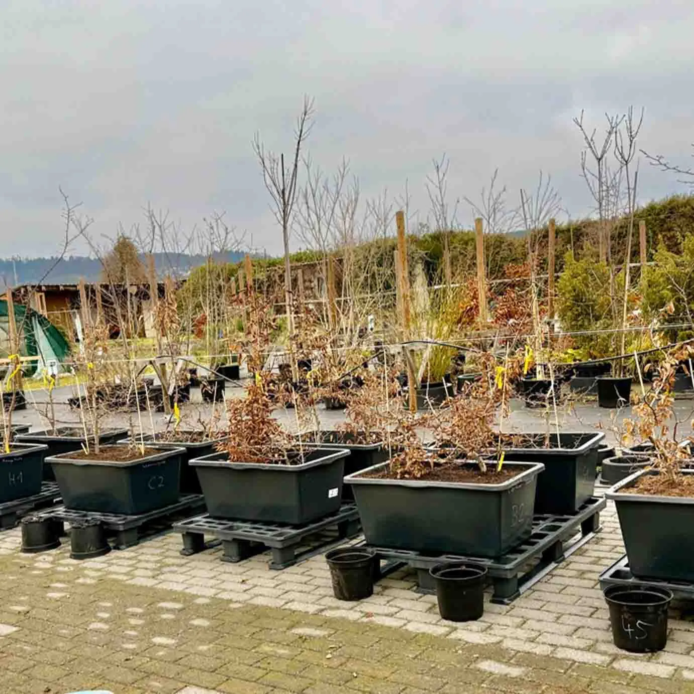 Junge Hainbuchen in Kunststoffcontainern auf Paletten im Versuchsfeld
